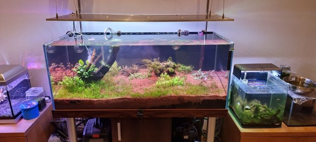 300l fishtank