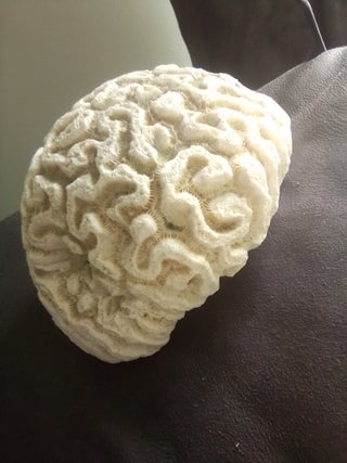 vintage brain coral