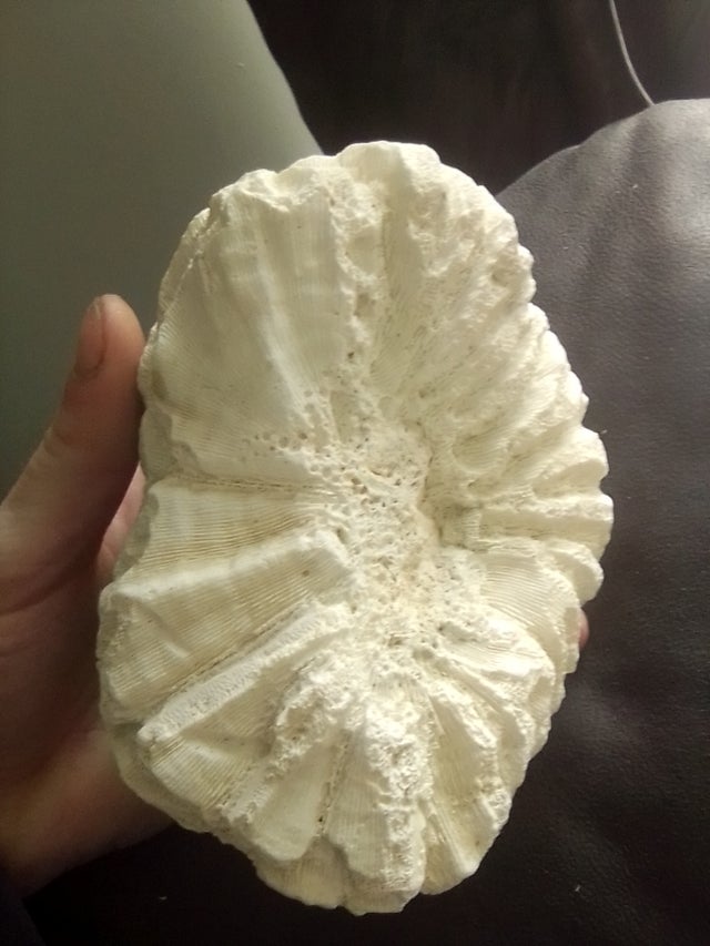 vintage brain coral