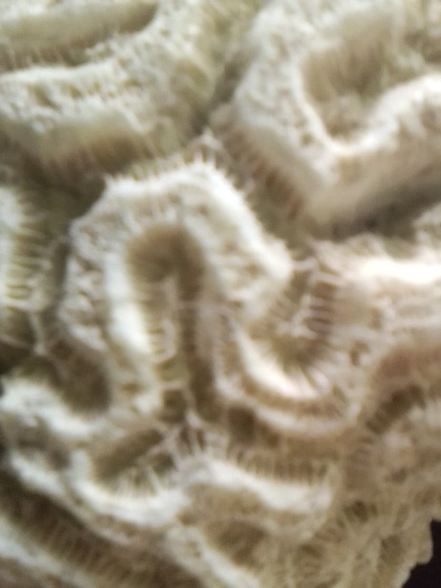 vintage brain coral